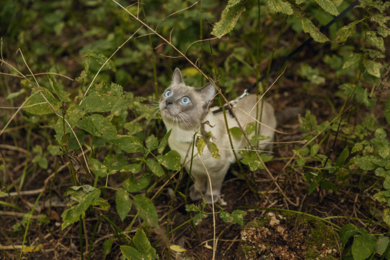 Karma bezzbożowa dla kota - kiedy jej wprowadzenie jest uzasadnione?